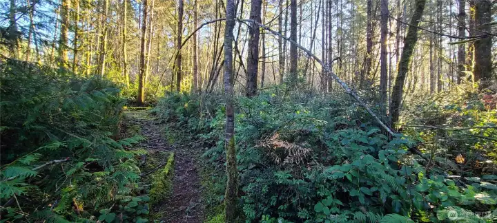 Natural Forested land with lots of different plant species and towering evergreens!