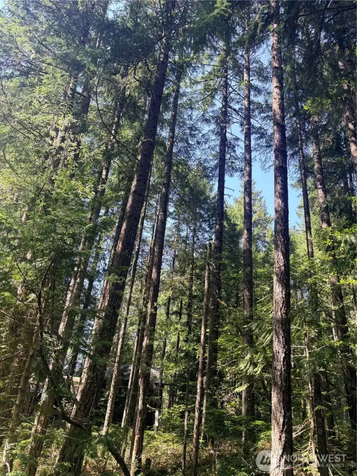 territorial view