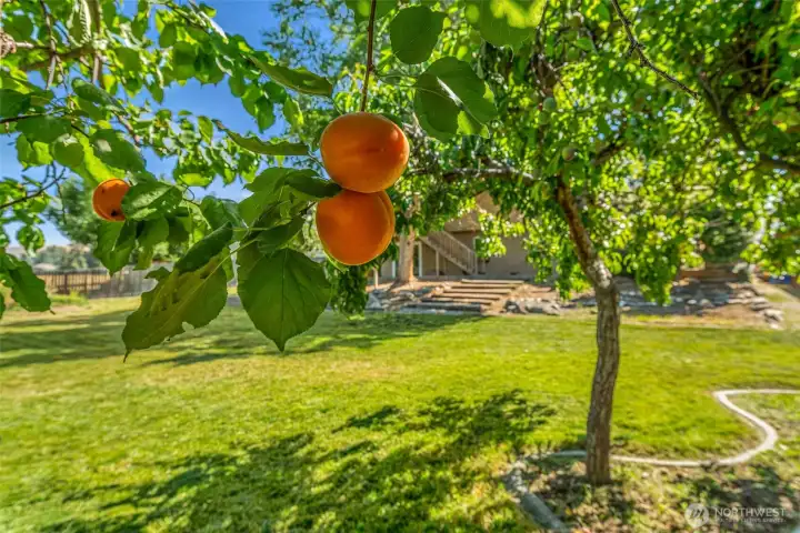 Well established fruit trees Well established fruit trees