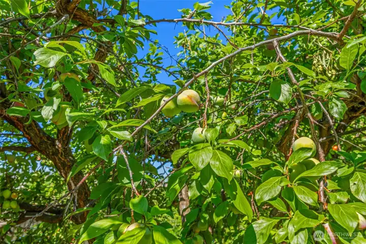 Many varieties of well established fruit trees Many varieties of well established fruit trees