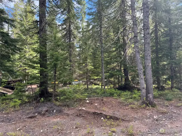 10 acres of trees