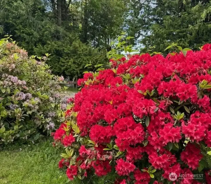 Mature landscaping with many beautiful plantings Mature landscaping with many beautiful plantings