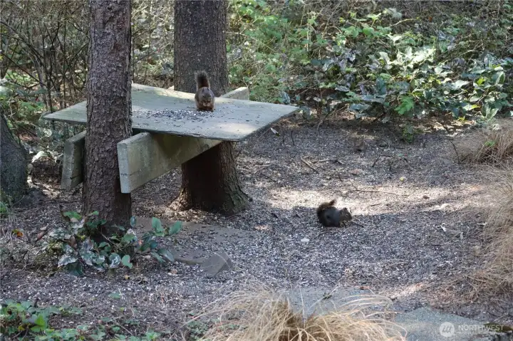 Friendly wildlife willing to share with new owners!