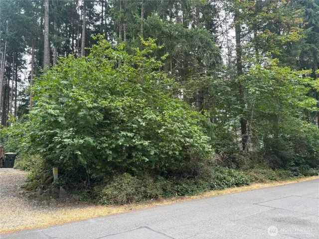 Fir tree filled lot.