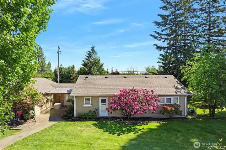 ~Back of Home & Covered Patio~ Rhododendrons, Azalea & Cherry Tree ~
