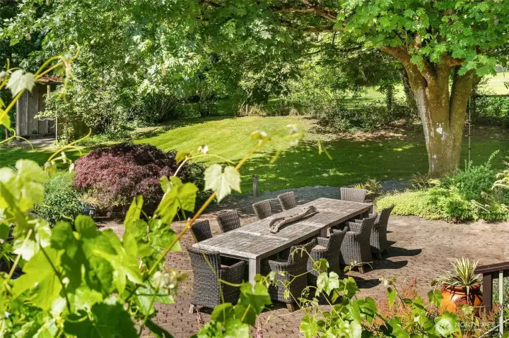 Looking from the balcony, through the grape vines, to the paved patio.