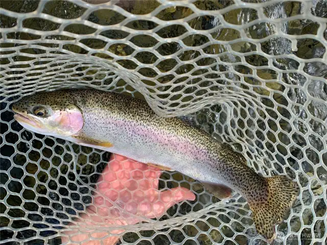 Yes, 24 inch Trout have been caught here
