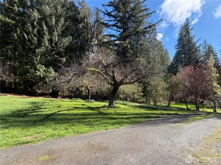Established orchard. Many fruit trees throughout the property.