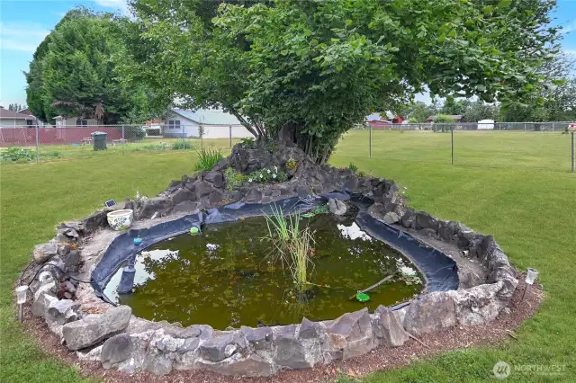 Pond, with filbert (hazelnut) tree!
