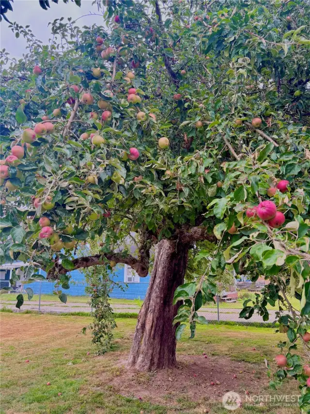 multiple, mature apple trees