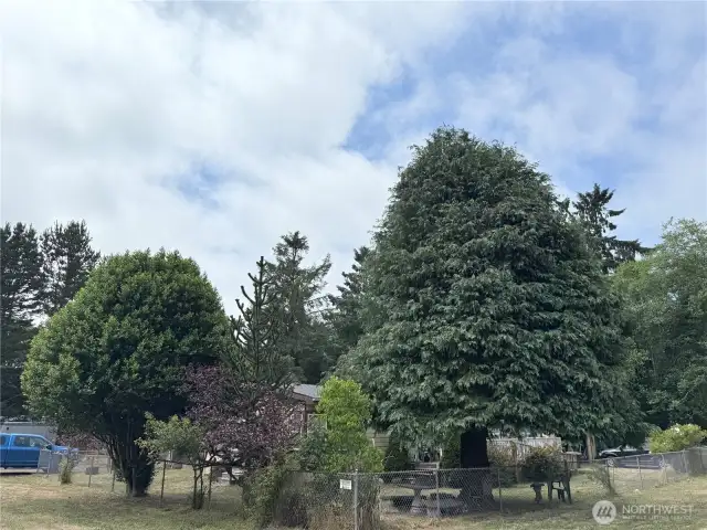 Lots of beautiful trees on the property