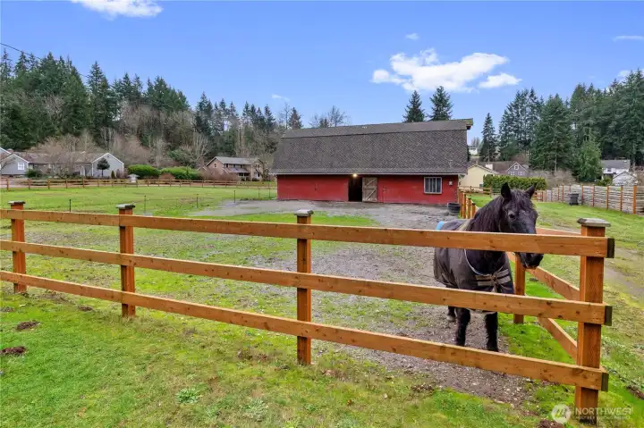 Newer fencing and a HORSE!!