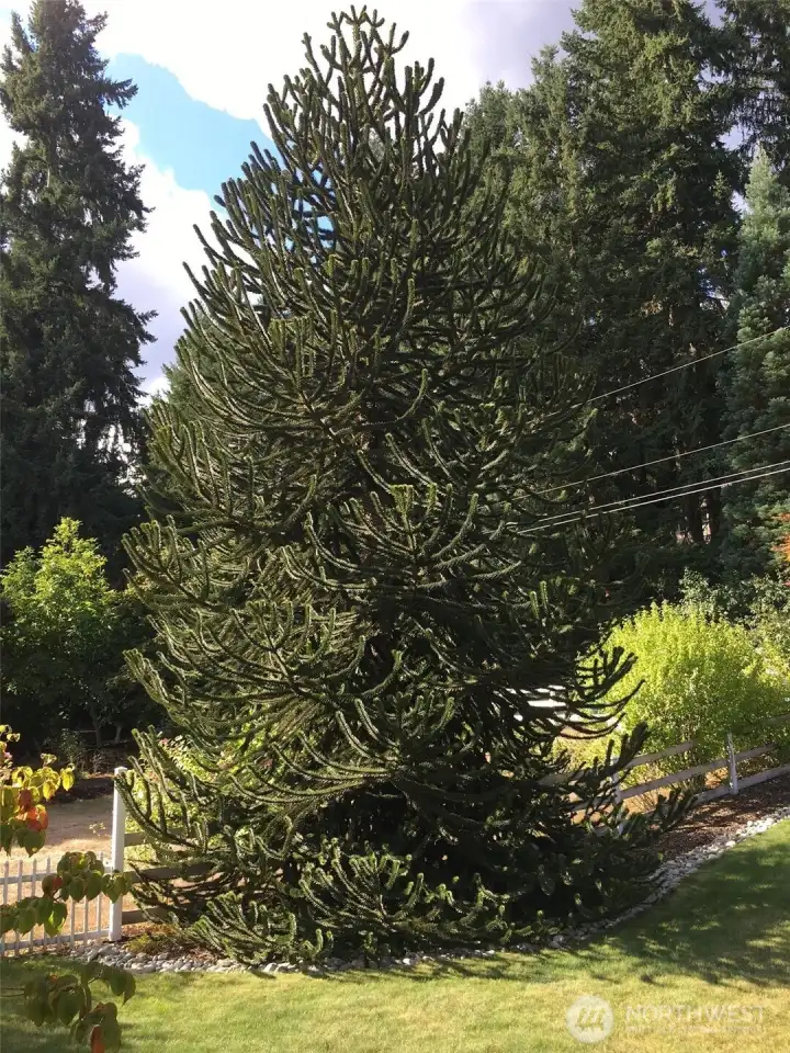 Magnificent Monkey Tree!! It is an out of the ordinary-interesting tree. Also called the Monkey Puzzle Tree or the Monkey Tail Tree!... Stunning in Person!!