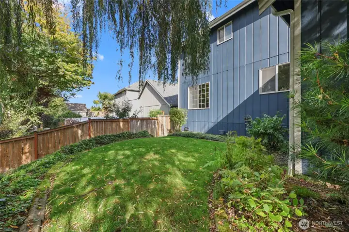 Back yard with willow tree.