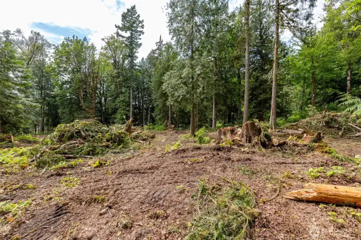 Partial clearing of lots is taking place