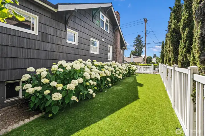 Side yard with artificial turf