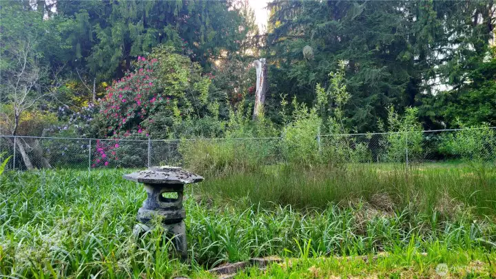 Gated pond with ducks!