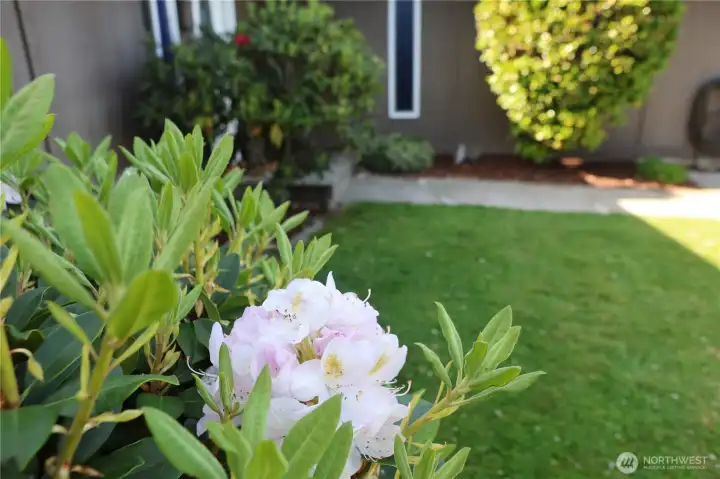 Established landscaping with gorgeous flowers Established landscaping with gorgeous flowers