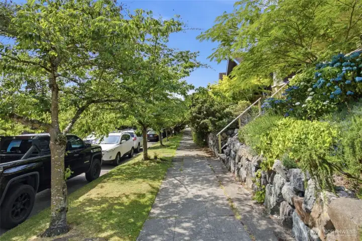 Tree lined street is beautify during cherry blossom season!
