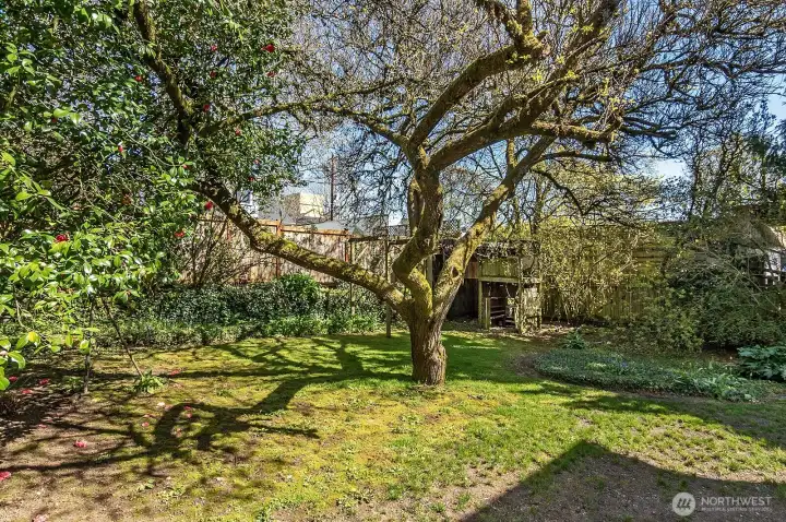 Huge 6100 sq ft lot with plenty of space for recreation and possible DADU expansion.