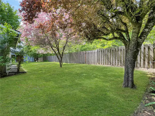 Whole back yard.