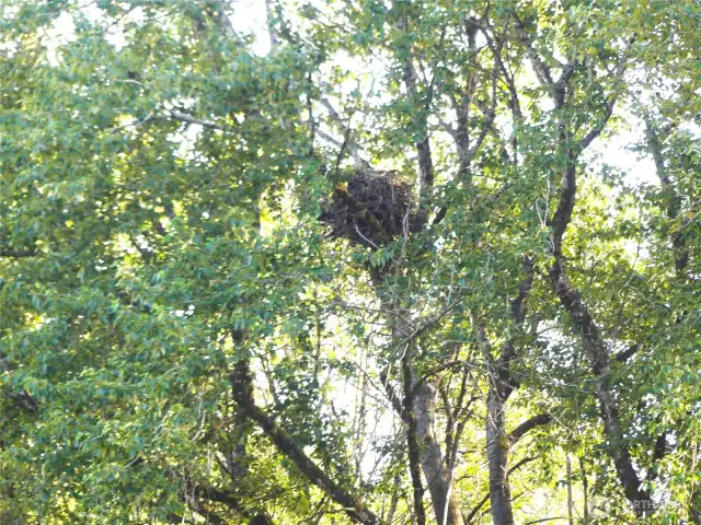 Eagle Nest nearby