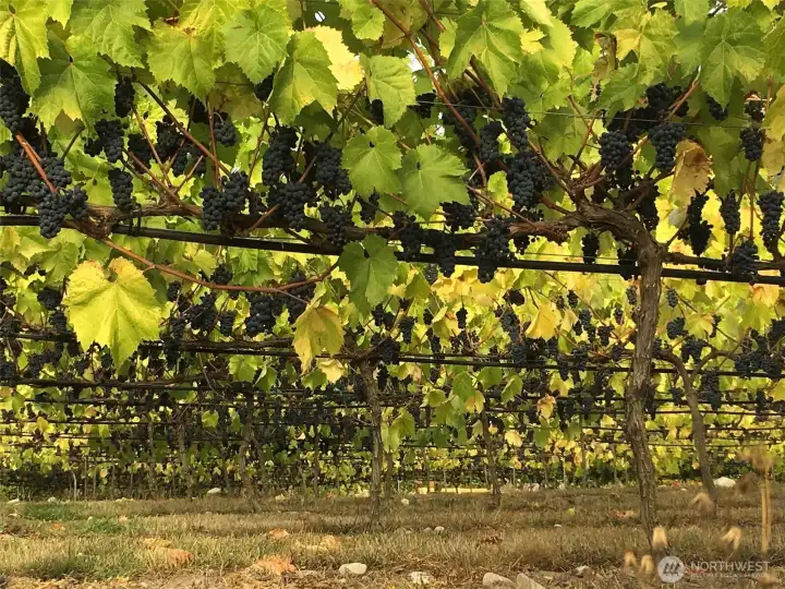 Grape laden vines just before harvest