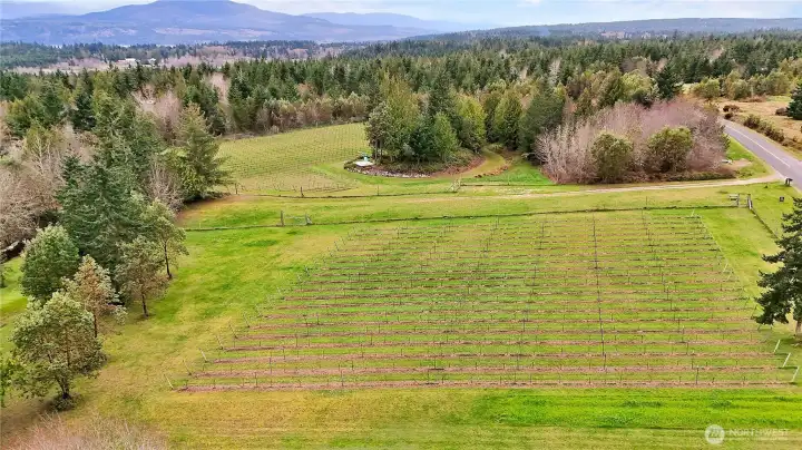 Vineyards in dormant season
