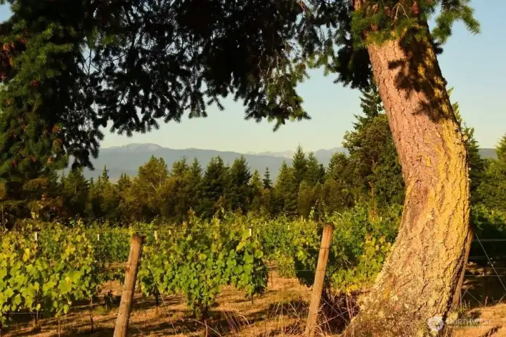 South view from the vineyard to the Olympic mountain range