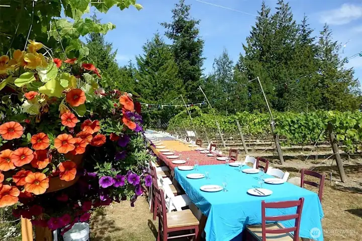 Vineyard wedding celebration