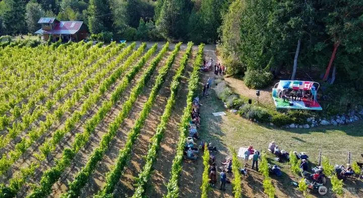 Music concert gathering in the vineyard