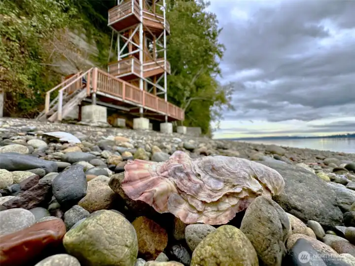 73' of private beach: oysters, crabs and more!