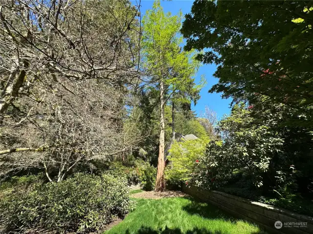 A towering deciduous Dawn Redwood tree is amongst the many beautiful trees on the property. Please see a list of the flora in the attachments.