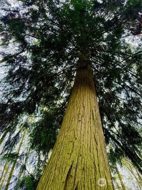 Towering Western Red Cedar