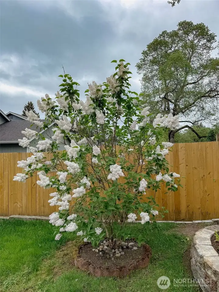 White Lilac