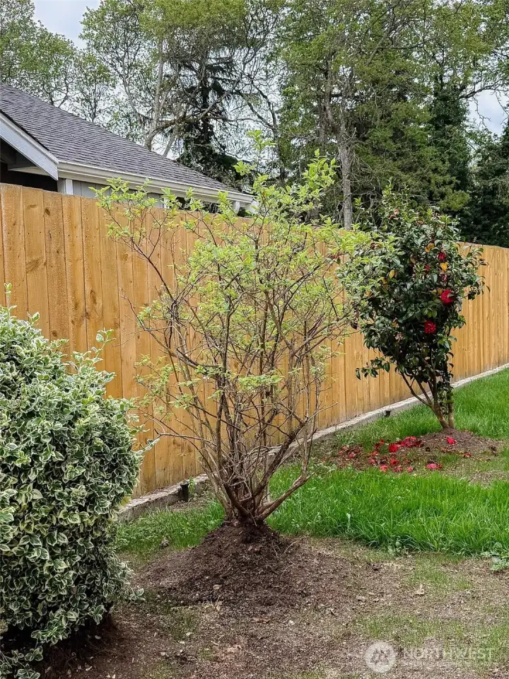 Fully Fenced yard. Blueberry Bush + White Lilac