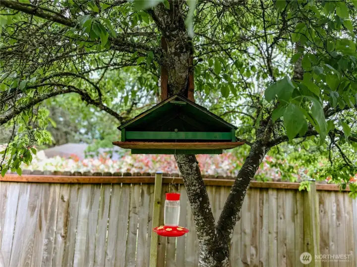 Hummingbirds to greet you! Hummingbirds to greet you!