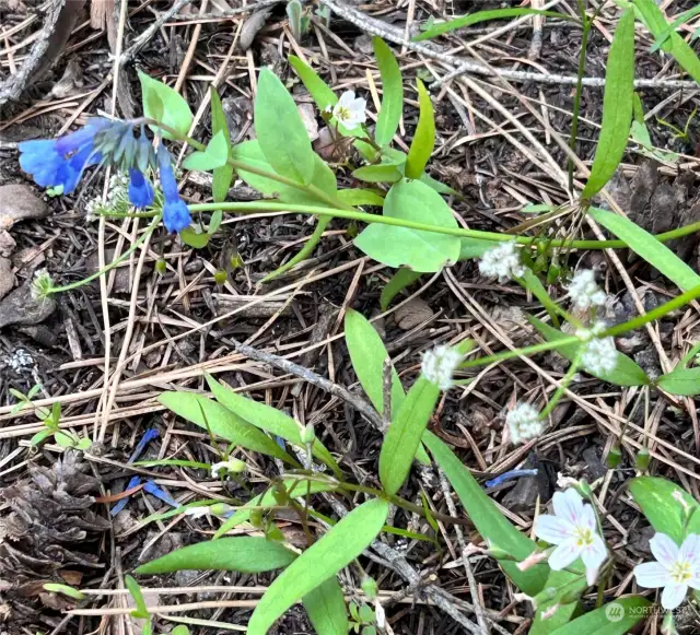 Tiny wildflowers on the property