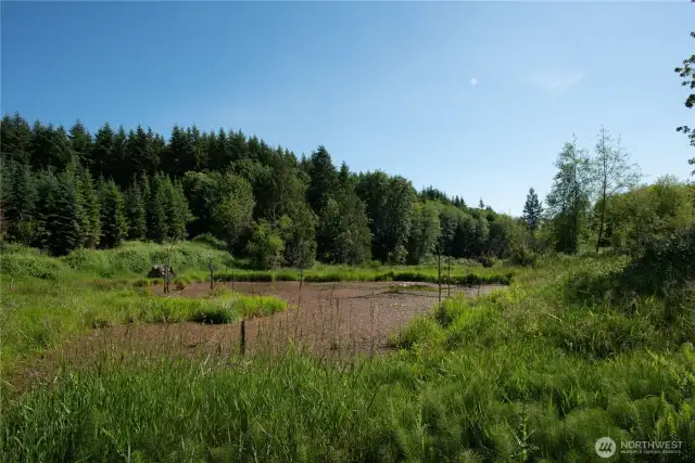 Beaver ponds!