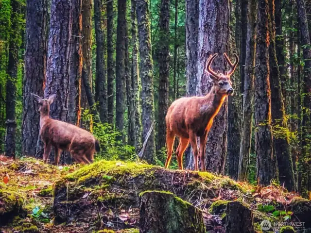 Deer seen at property