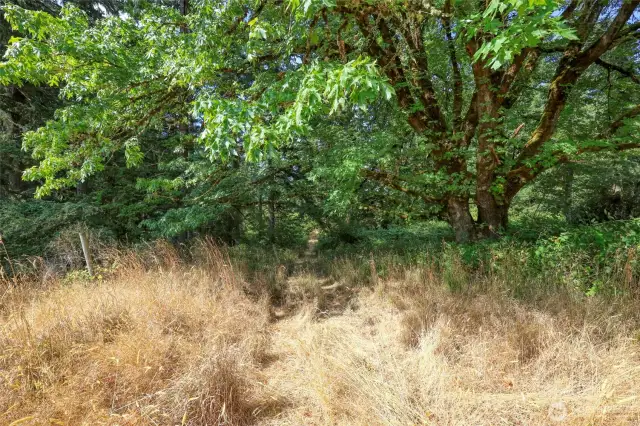 Shaded roads lead you though all 14.5+/- acres, plenty of opportunity to explore/envision!