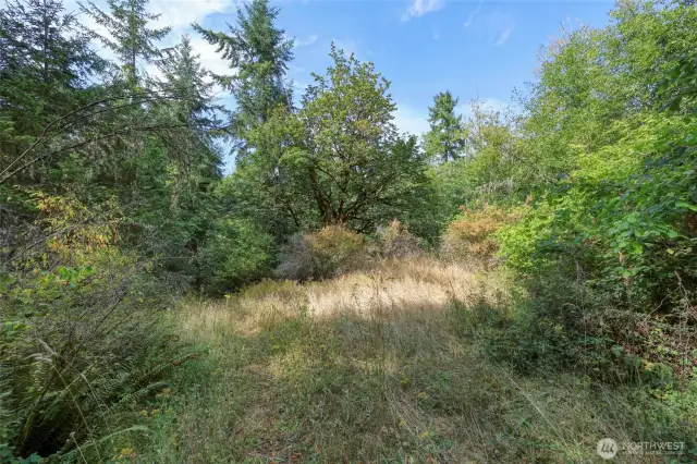 Another roadside clearing