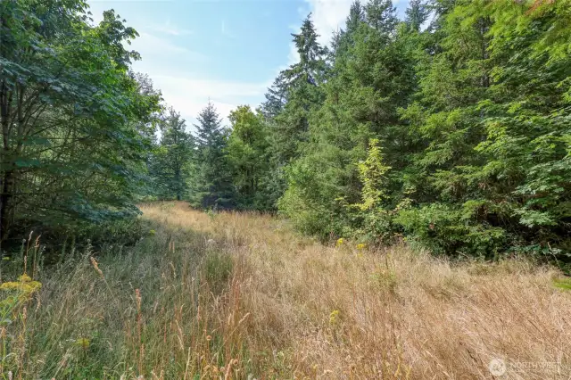 Clearing on East side of smaller parcel