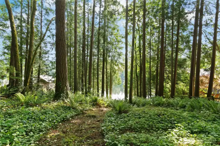 Cleared area and possible location of home