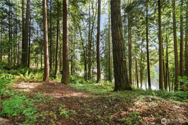 Cleared area and possible location of home 2nd view