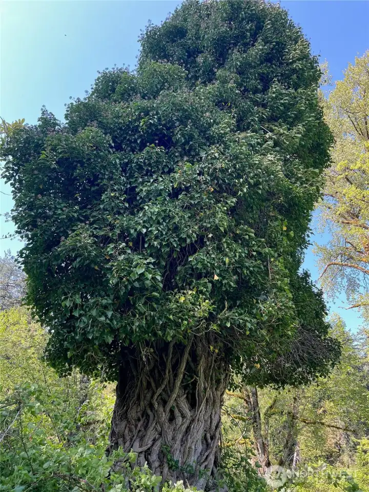 Old doug fir with decades of ivy grown into a beautiful twisty tree ... took a minute to figure this one out!