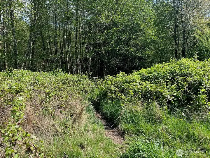 East side trail to the creek
