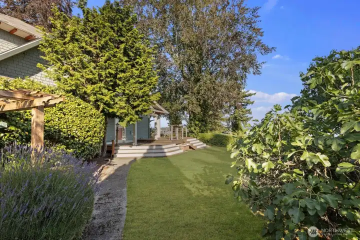 Lavender and mature fig tree help to frame this beautiful