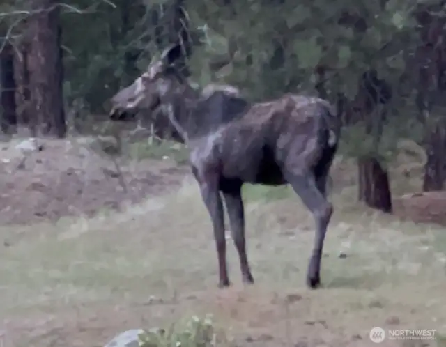 Beware of Moose.  Photo taken May 2025 about 1 mile from the property