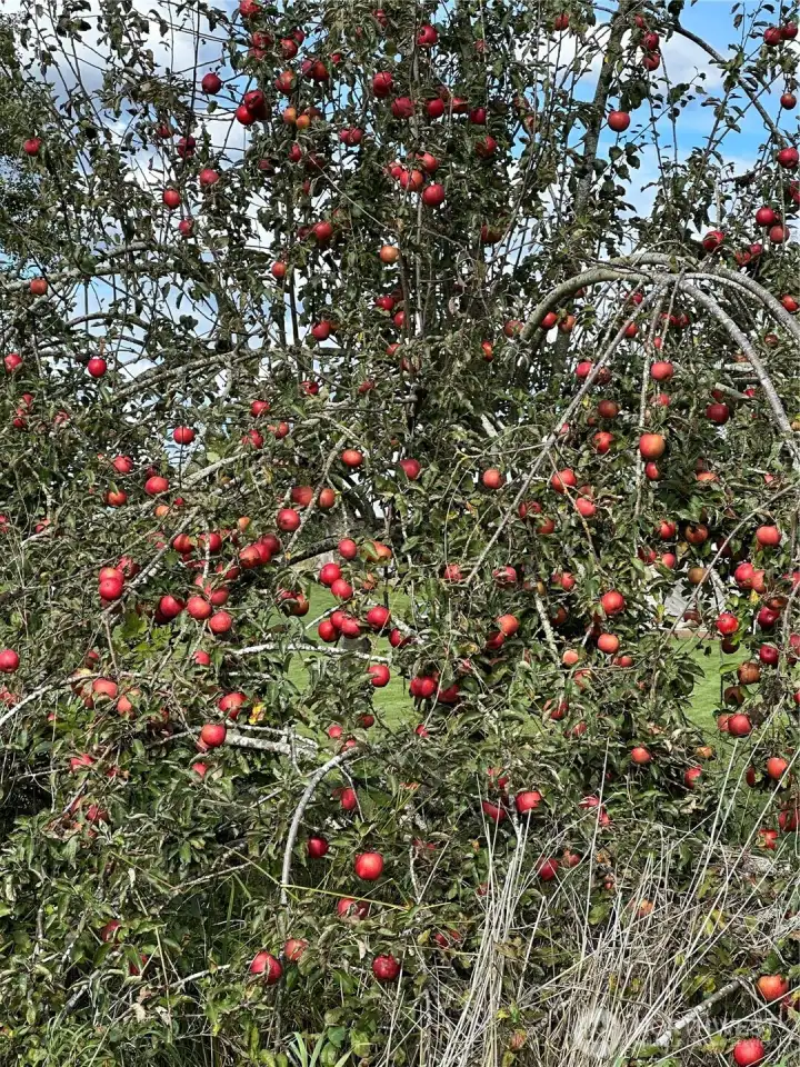 Full red apple tree